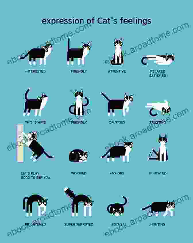 A Cat Displaying Various Body Language Cues, Demonstrating The Importance Of Understanding Feline Communication. Cute Cats And Kittens: Sweet And Adorable Cats And Kittens To Cuddle And Love