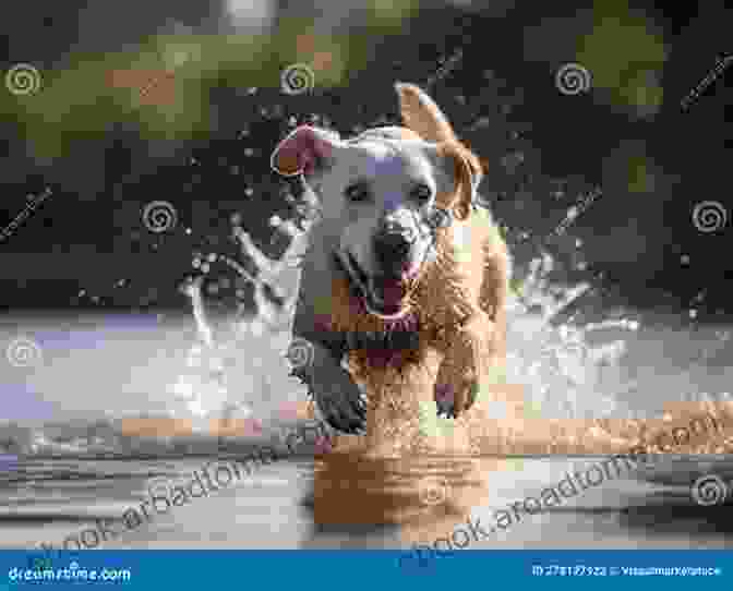 A Cheerful Labrador Retriever Enthusiastically Running Through A Vibrant Forest, Its Tongue Joyfully Wagging Puppy Training: A Step By Step Guide To Raising The Perfect Dog With Love