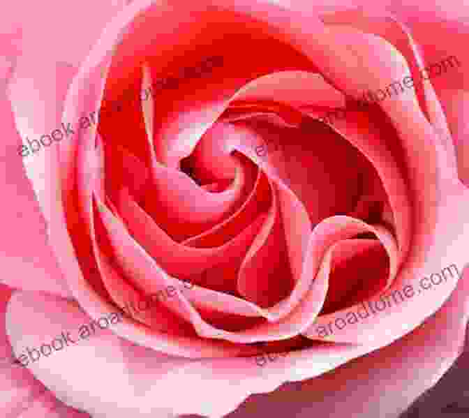 A Close Up Photograph Of A Beautiful Rose With Intricate Petals Grow Your Own Wedding Flowers: How To Grow And Arrange Your Own Flowers For All Special Occasions