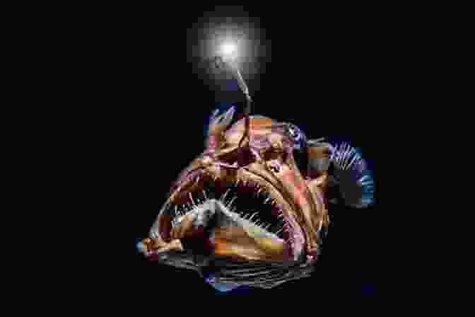 A Deep Sea Anglerfish Uses Its Bioluminescent Lure To Attract Prey In The Twilight Zone. The Deep Sea Creatures: Exploration S 1 Fun Faces For Kids Amazing And Weird Sea Creatures