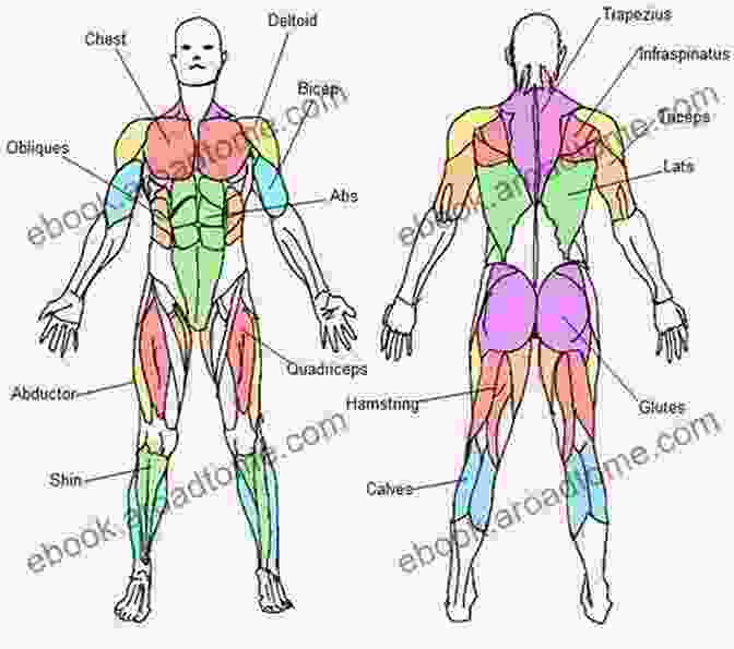 A Detailed Illustration Of The Human Muscular System, Showing The Location And Function Of Major Muscle Groups Anatomy Of The Moving Body Second Edition: A Basic Course In Bones Muscles And Joints