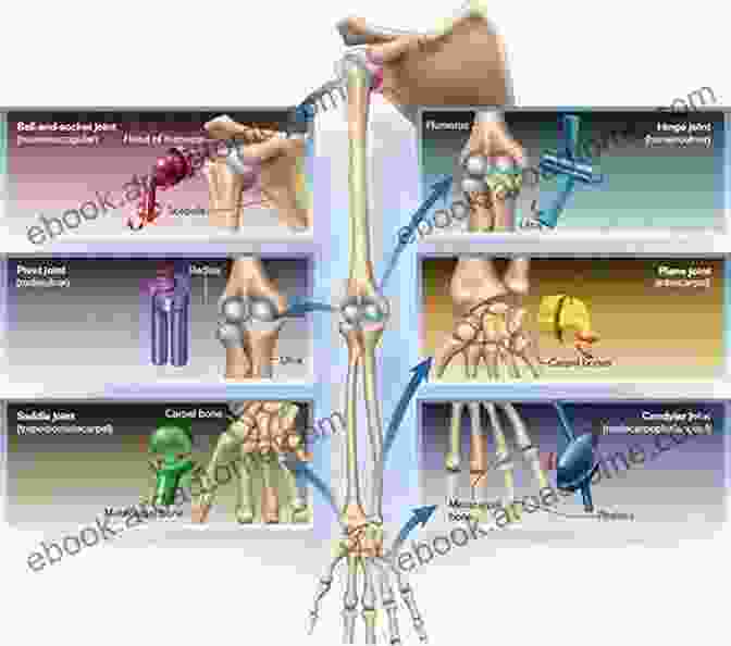 A Diagram Illustrating The Different Types Of Joints In The Human Body, Including Ball And Socket, Hinge, And Pivot Joints Anatomy Of The Moving Body Second Edition: A Basic Course In Bones Muscles And Joints