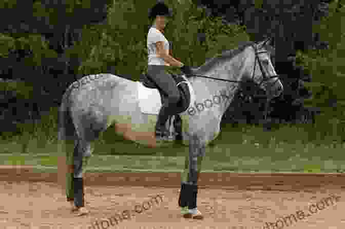 A Horse Standing In Perfect Balance Horse Gaits Balance And Movement: Revised Edition