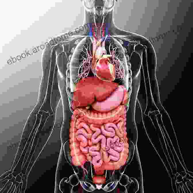 A Human Body In A Fetal Position, Surrounded By Colorful Human Organs Human Body Facts: Interesting Facts About The Human Body (Science Shorts From The World Of Sciences)