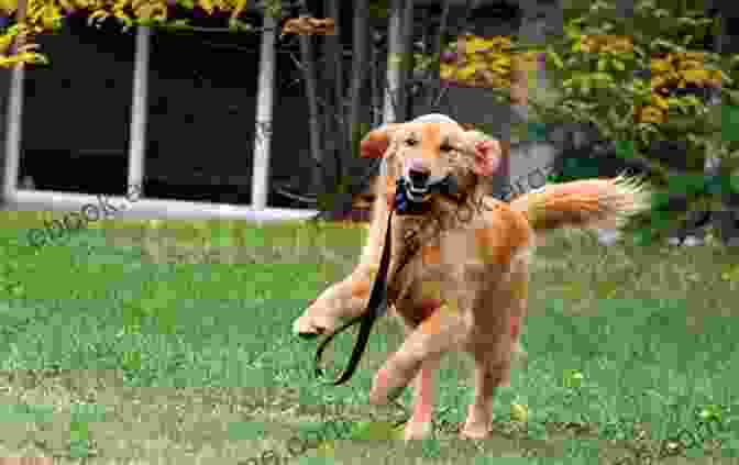 A Joyful Family Gleefully Throwing A Ball For Their Playful Golden Retriever In A Sunny Park, Surrounded By Blooming Cherry Blossoms Puppy Training: A Step By Step Guide To Raising The Perfect Dog With Love