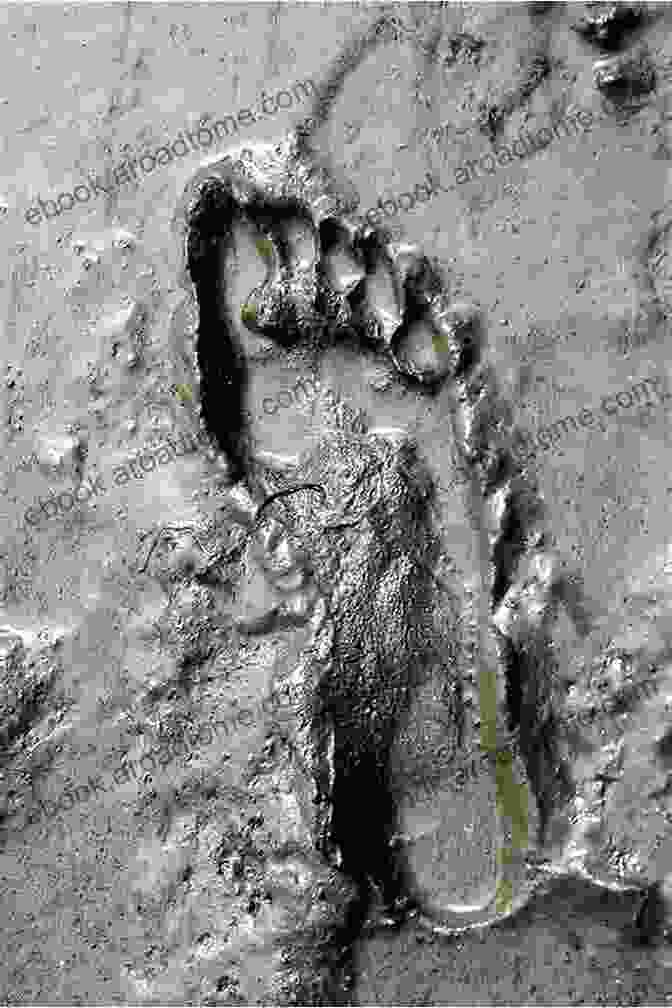 A Photograph Of A Footprint In The Mud. Inspector Danger S Crime Quiz