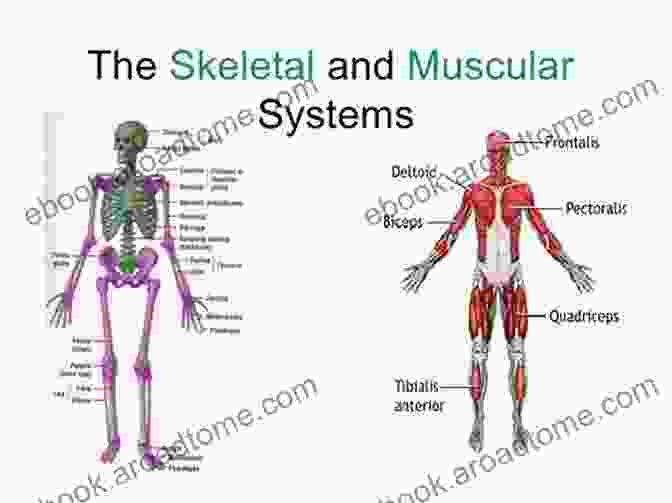 A Schematic Diagram Of The Musculoskeletal System, Showcasing The Interrelationship Between Bones, Muscles, And Joints Anatomy Of The Moving Body Second Edition: A Basic Course In Bones Muscles And Joints