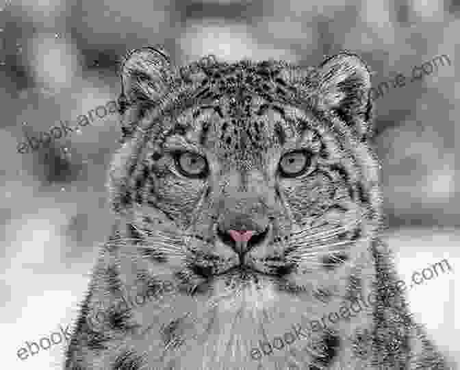 A Snow Leopard In Mongolia Mongolia FAQ: Nomads Of Mongolia