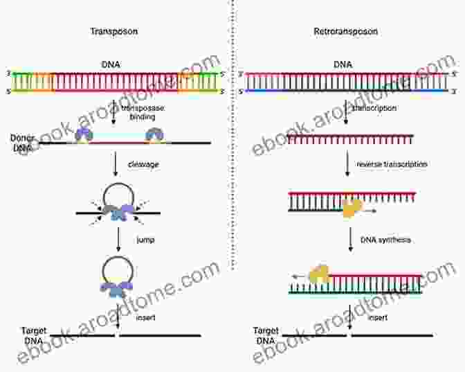 A Stylized Representation Of A Transposable Element Jumping Within A Genome Evolution And Impact Of Transposable Elements (Contemporary Issues In Genetics And Evolution 6)