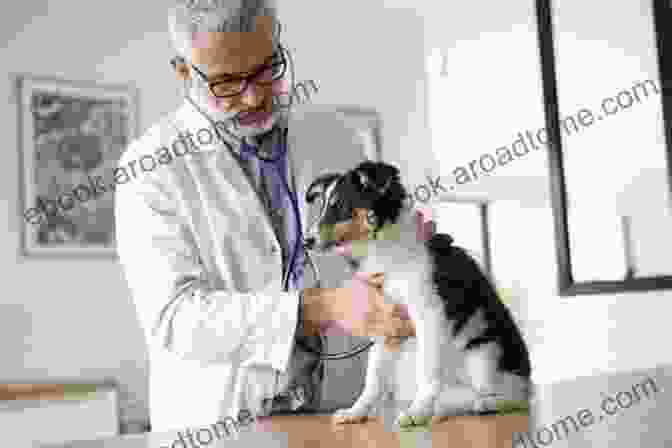 A Veterinarian Examining A Senior Cat, Emphasizing The Importance Of Regular Checkups And Care Tailored To Their Special Needs. Cute Cats And Kittens: Sweet And Adorable Cats And Kittens To Cuddle And Love