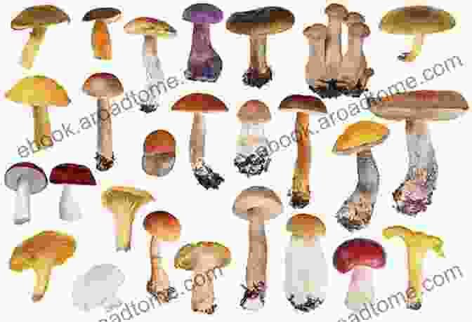 A Vibrant Display Of Medicinal Mushrooms, Showcasing Their Diverse Forms And Colors. The Pharmacy Of Healing Mushrooms: The Compendium Of Mycotherapy And Clinical Guide