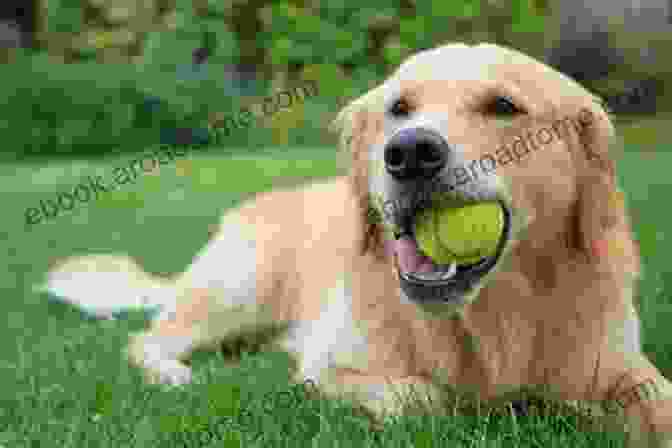 An Adorable Golden Retriever Puppy Gleefully Chasing A Ball In A Verdant Meadow Puppy Training: A Step By Step Guide To Raising The Perfect Dog With Love