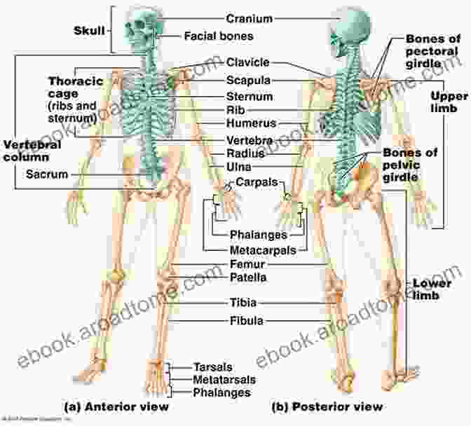 An Illustration Of The Human Skeletal System, Highlighting The Different Types Of Bones Anatomy Of The Moving Body Second Edition: A Basic Course In Bones Muscles And Joints