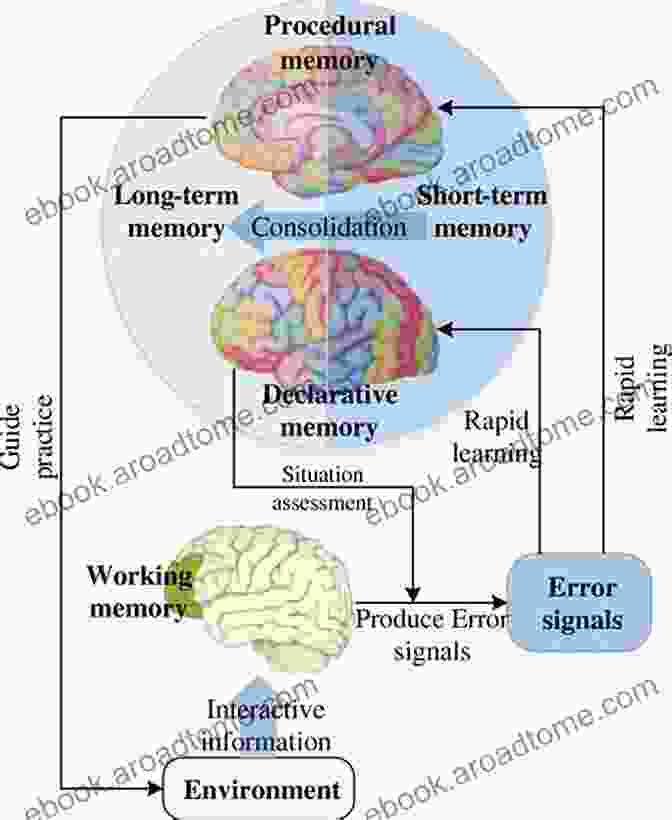 Brain Activity During Learning And Memory Human Nervous System (Speedy Study Guides)