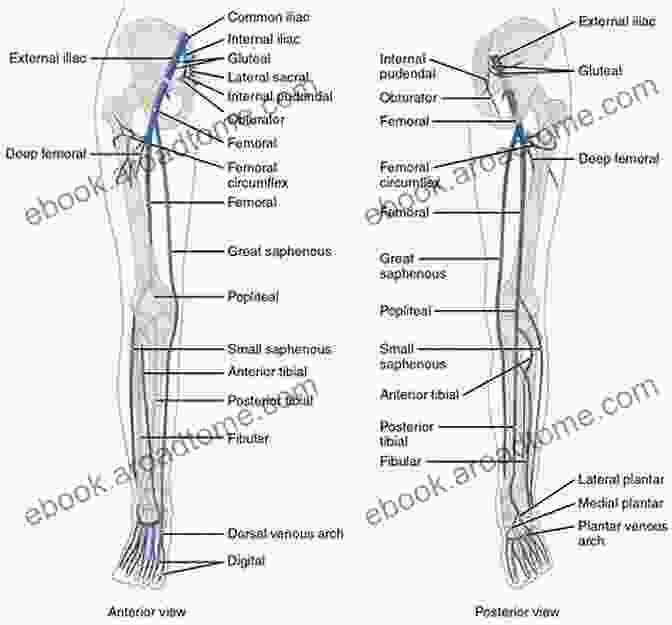 Clinical Applications Of Superficial Venous Anatomy Lower Extremity Superficial Venous Anatomy For Ultrasound And Doppler Diagnosis