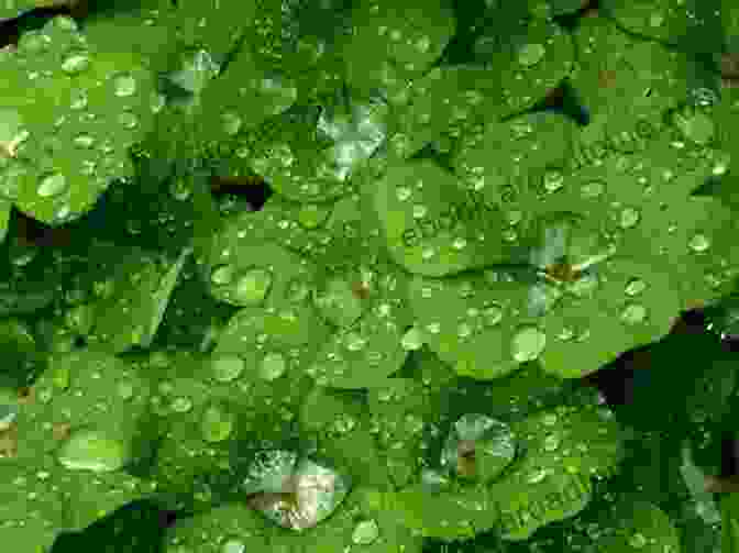 Close Up Photograph Of A Green Shamrock With Water Droplets Clinging To Its Leaves; Astonishing St Patrick S Day Trivia: Did You Know These Fun Facts