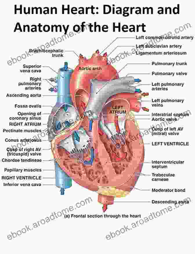 Detailed Anatomy Of The Human Heart Manual Of Cardiovascular Medicine