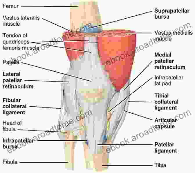 Detailed Illustration Of The Human Knee Joint Anatomy Colour Atlas Of Human Anatomy Lower Limb