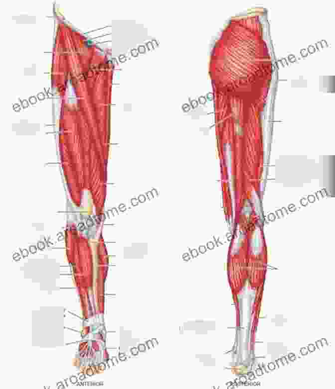 Detailed Illustration Of The Human Lower Limb Anatomy Colour Atlas Of Human Anatomy Lower Limb