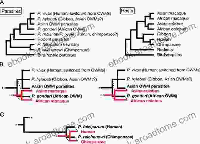 Diagram Illustrating The Ecological And Evolutionary Relationships Between Parasites And Hosts Parasitism And Host Behaviour