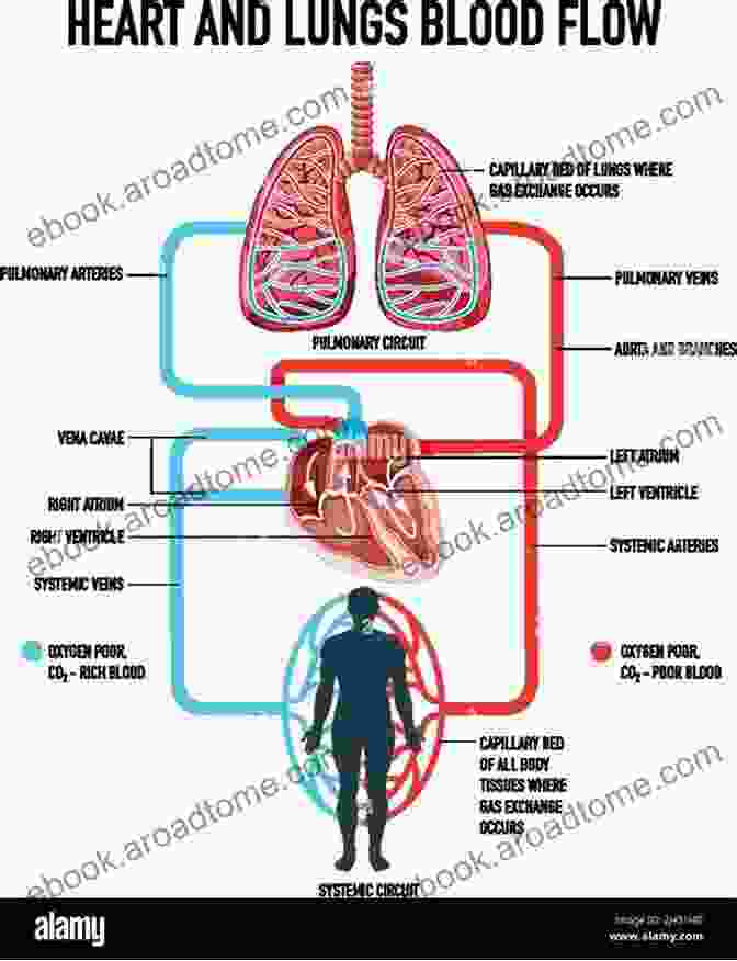 Diagram Illustrating The Interconnectedness Of The Heart And Brain IT S HEART TO MAKE DECISIONS: Heart And Brain Science Journal