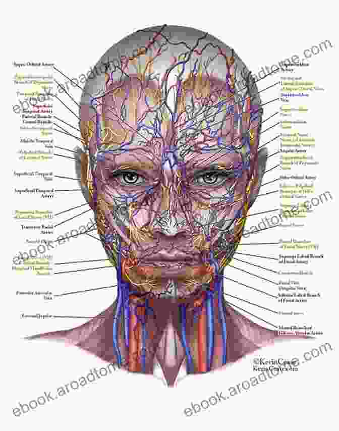 Diagram Of Facial Anatomy Illustrating Muscles, Nerves, And Blood Vessels The Art Of Facial Aesthetics