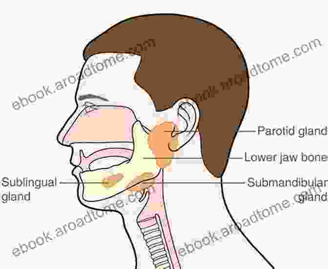 Diagram Of Salivary Gland Anatomy Sialendoscopy An Issue Of Atlas Of The Oral Maxillofacial Surgery Clinics (The Clinics: Dentistry 26)