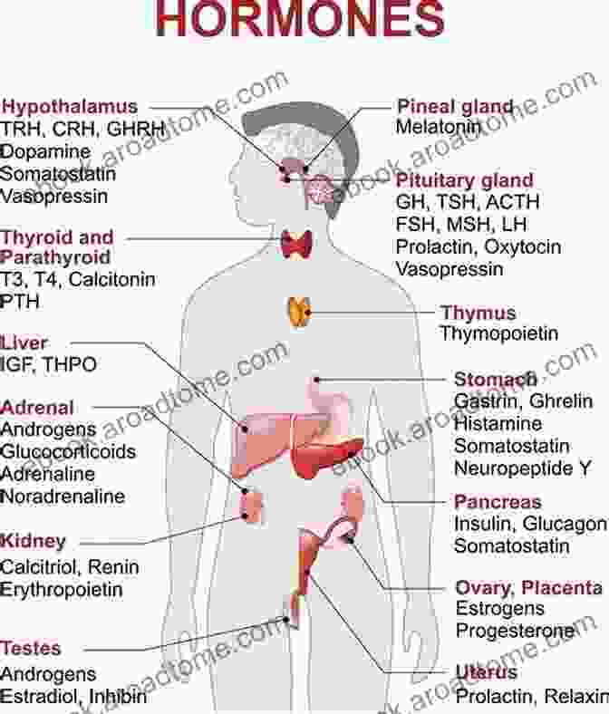 Diagram Of The Hormone System Handling Hormonal Imbalance (Estrogen Dominance): Crucial Beginners Guide On Overcoming Estrogen Dominance Natural Remedies Treatment Cure Food List Supplements And Herbs For A Healthy Life