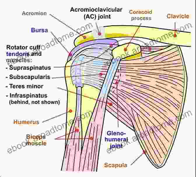 Diagram Of The Shoulder Joint, Labeled With Its Bones, Ligaments, And Muscles Easy To Understand Body Anatomy Shoulder Joint : Explain The Structure Of Bones Muscles And Joints In Detail Based On Anatomy