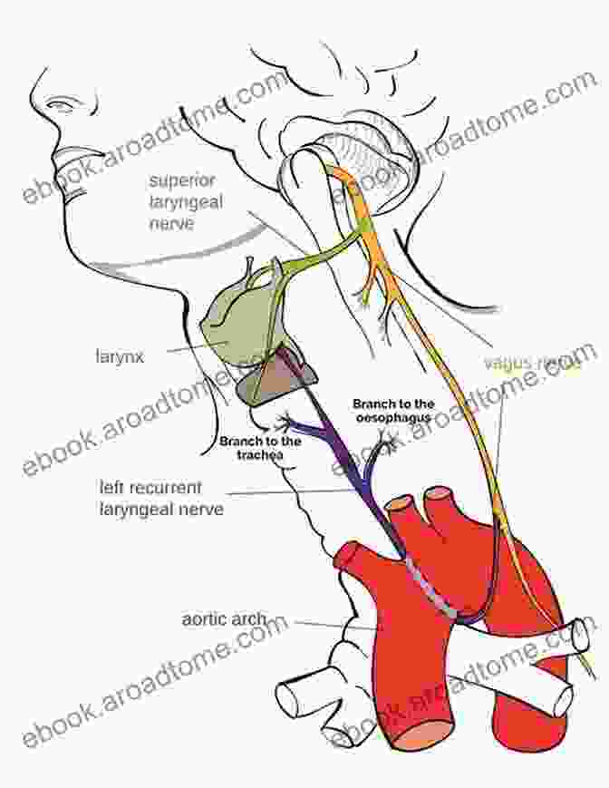 Diagram Of The Vagus Nerve Anatomy Vagus Nerve Made Easy: A Guide To Stimulate Vagal Tone Relieve Anxiety And Prevent Inflammation