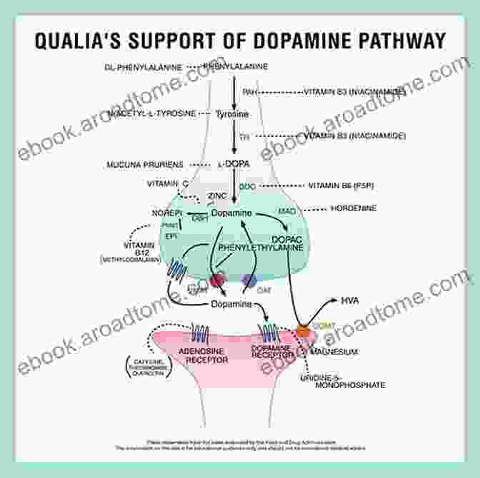 Dopamine Pathways And Addiction Neurobiological Sociological Aspects Of Addiction