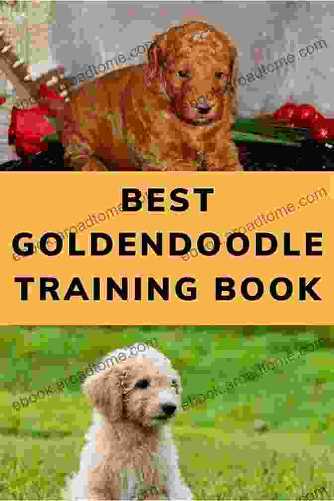 Goldendoodle Training For Goldendoodles Book Cover Goldendoodle Training For Goldendoodles By BoneUP DOG Training Are You Ready To Bone Up? Easy Training * Fast Results Goldendoodle Training