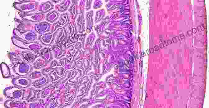 Human Histology Slides Microscopic Explorations Into The Human Body Human Histology Slides