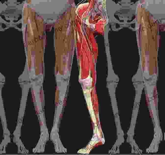 Illustration Showcasing The Clinical Applications Of Lower Limb Anatomy Colour Atlas Of Human Anatomy Lower Limb