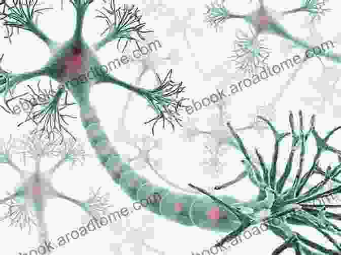 Image Of A Neuron Brain Training: Melatonin Imagination Neurons And Psychology