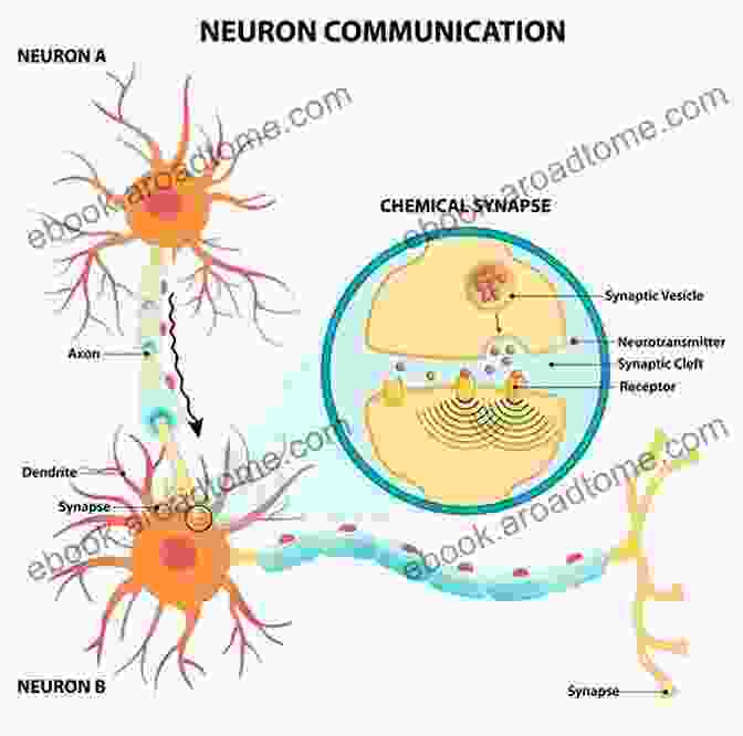 Neuron Communication In The Nervous System Human Nervous System (Speedy Study Guides)