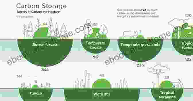 Planting Trees As A Natural Carbon Sink 66 Ways To Absorb Carbon And Improve The Earth S Reflectivity From Reasonable Options To Mad Scientist Solutions