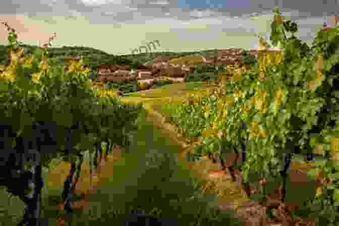 Rolling Hills Of Croatian Vineyards Croatian Wine: Regions Grapes And History