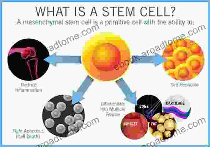 Stem Cell Therapy In Orthodontics STEM CELLS IN ORTHODONTICS