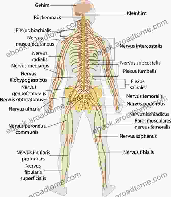 Structure Of The Human Nervous System Human Nervous System (Speedy Study Guides)