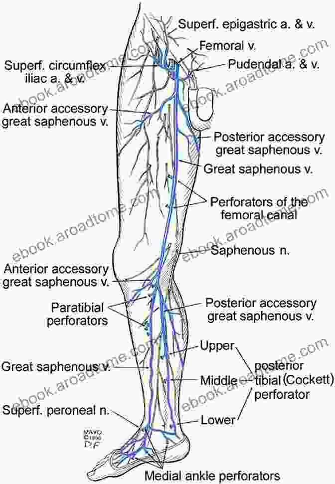 Superficial Venous Anatomy Of The Lower Extremity Lower Extremity Superficial Venous Anatomy For Ultrasound And Doppler Diagnosis