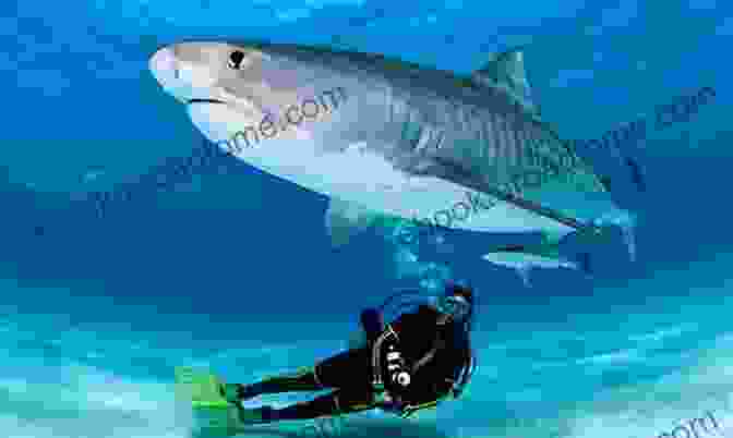 Tristan Hunt Scuba Diving With Sharks The Shark Whisperer (Tristan Hunt And The Sea Guardians 1)