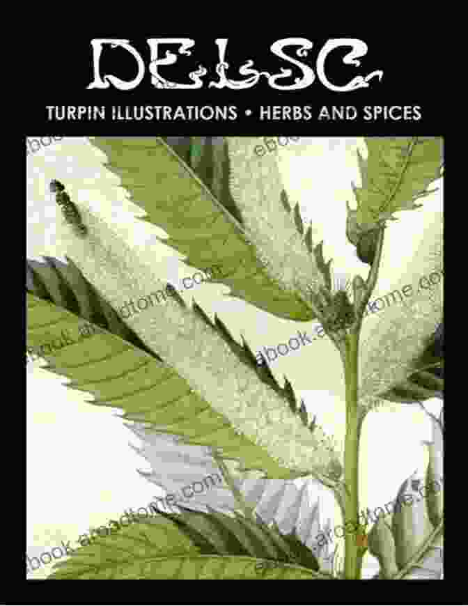 Turpin's Illustration Of Basil Turpin Illustrations Herbs And Spices