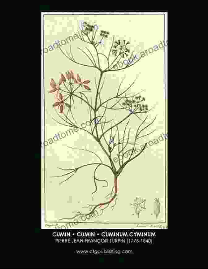 Turpin's Illustration Of Cumin Turpin Illustrations Herbs And Spices