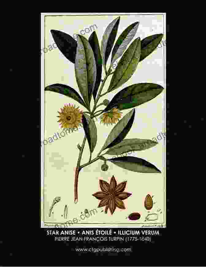 Turpin's Illustration Of Star Anise Turpin Illustrations Herbs And Spices