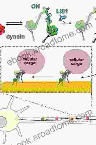 Stress Responses Of Photosynthetic Organisms: Molecular Mechanisms And Molecular Regulations