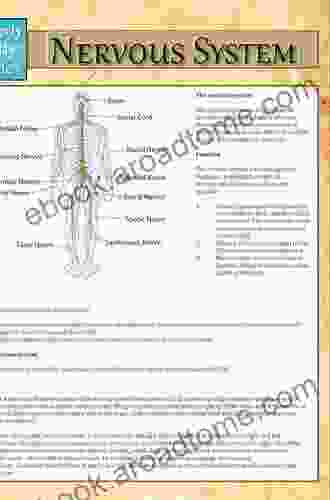 Human Nervous System (Speedy Study Guides)